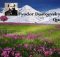 Fyodor Dostoevsky Quotes